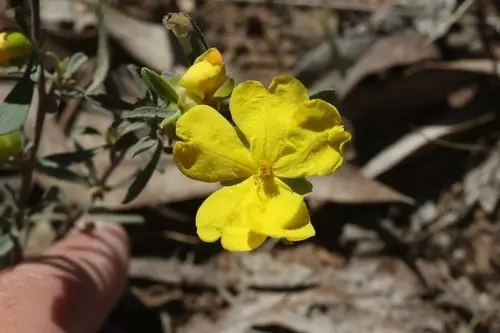 Hibbertia obtusifolia PictureThis