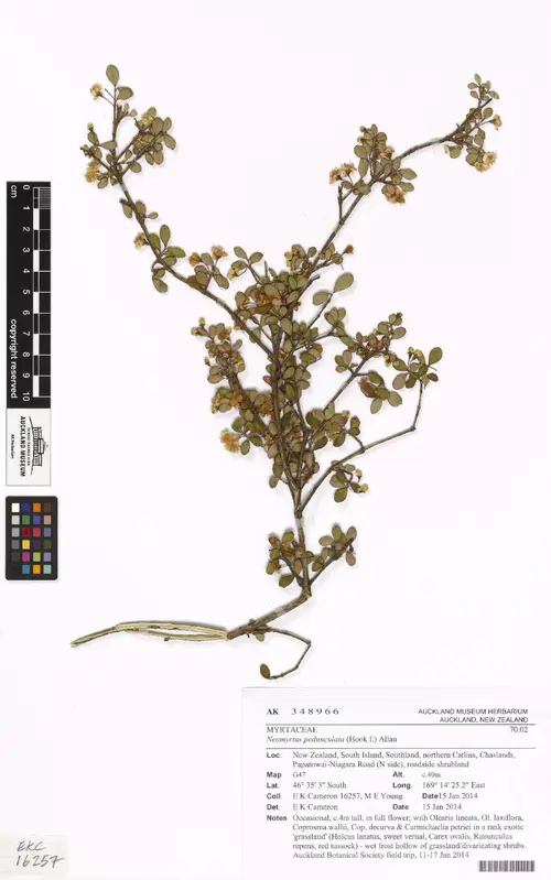 Neomyrtus pedunculata
