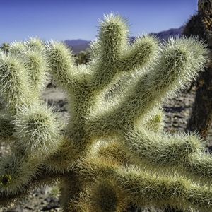 How to Grow and Care for Teddy bear cholla