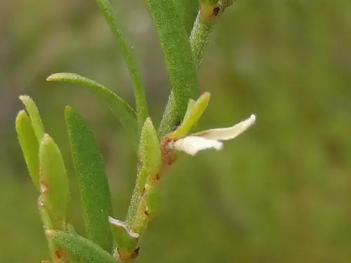 Clutia ericoides