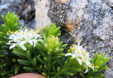 Stilbe rupestris - PictureThis