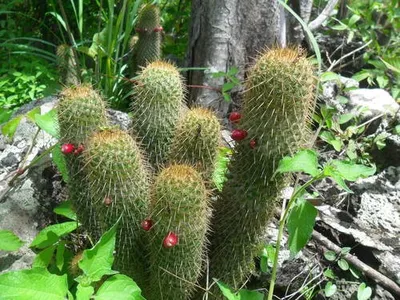 How to Grow and Care for Mammillaria eriacantha