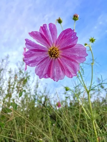 コスモス (ケア, 特徴, 花, 画像)