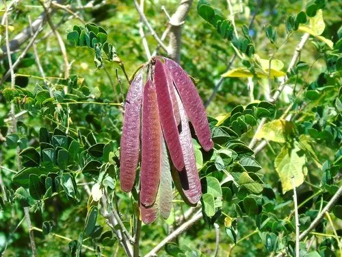 Leucaena lanceolata