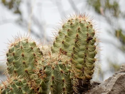 cactus guido drocco GUIDO DROCCO & FRANCO MELLO, Another Green  KALKERIET CONTEMPORARY