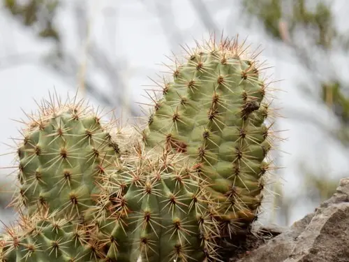 Lloyd's hedgehog cactus