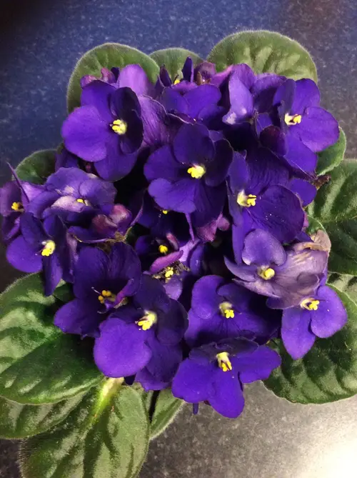 African violets 'Top Dark Blue'