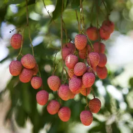 Litchi de chine