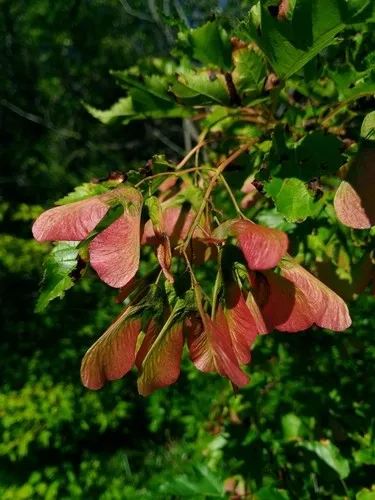 カラコギカエデ（鹿子木楓） (Acer tataricum subsp. ginnala