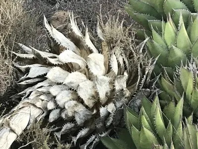 アガベ・シャウイー (ケア, 特徴, 花, 画像)