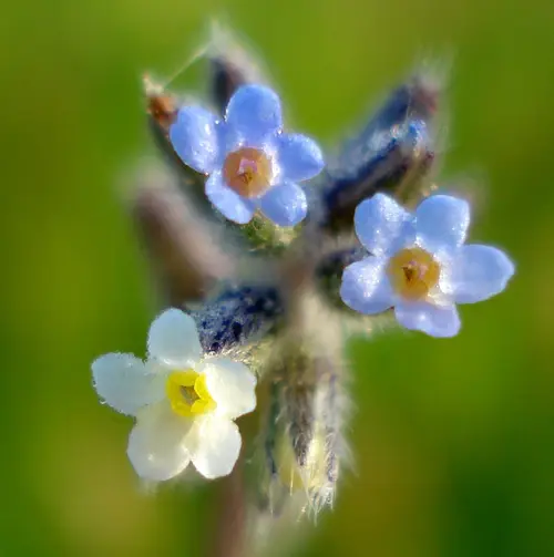 Changing forget-me-not