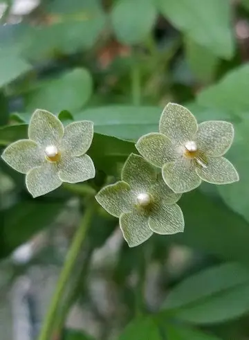 Pearl milkweed
