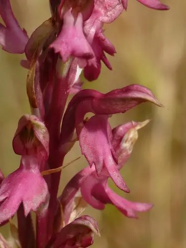 Heilge orchis