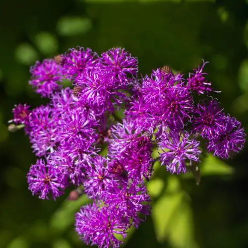 Ironweed de l'Ouest