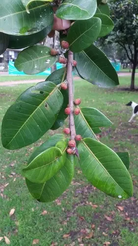 Jamaican cherry fig