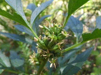 Datisca Flower Datisca glomerataの育て方・栽培方法