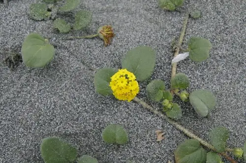 Verbena amarilla de arena