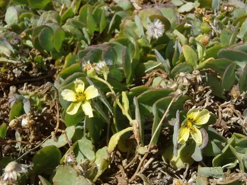 Roepera cordifolia