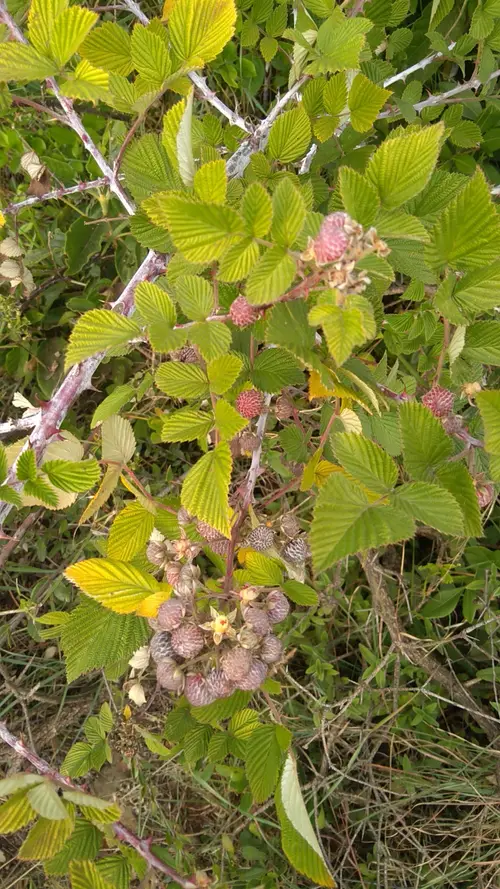 Mysore raspberry