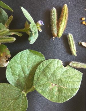 Calopo - Calopogonium mucunoides (Taxonomy, Characteristics, Invasive ...