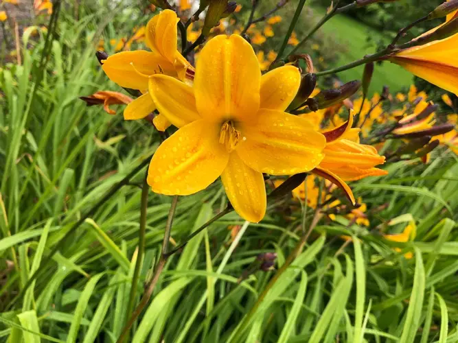 Daylilies 'Golden Chimes'