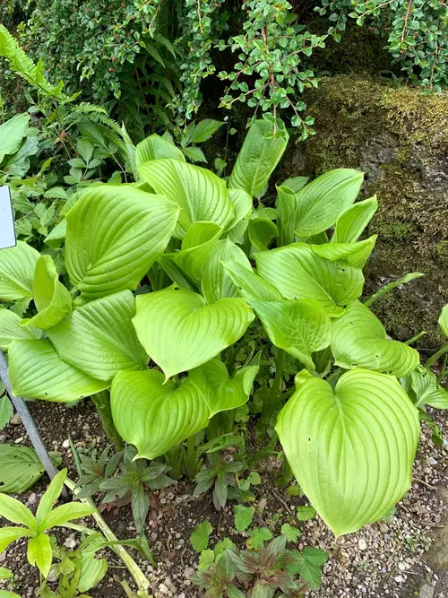 Plantain lilies 'Sum and Substance'
