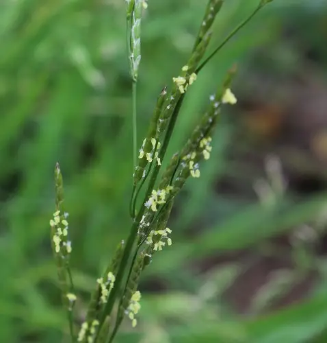 Plicate sweet-grass