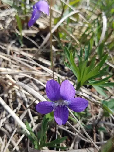 Prairie violet