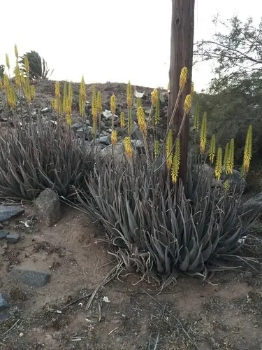 Czy rolina Aloes zwyczajny moe by trujca?