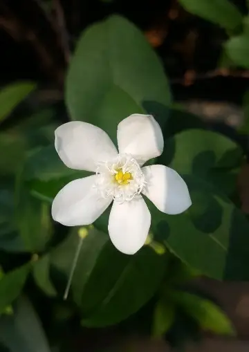 Ellisiophyllum pinnatum