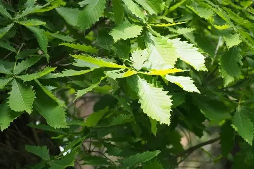 Quercus mongolica subsp. crispula