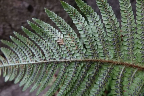 セイヨウオシダ (Dryopteris affinis) - PictureThis