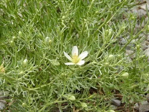 Wild rue - Peganum harmala (Taxonomy, Characteristics, Flower, Images)