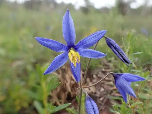 Nodding blue lily