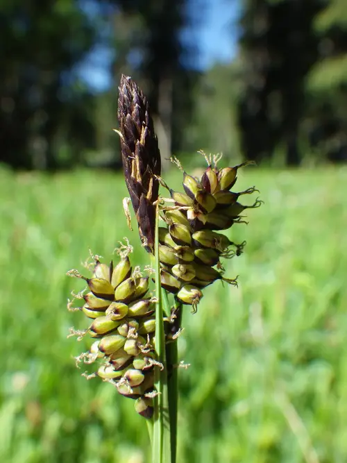 Carex de raynolds