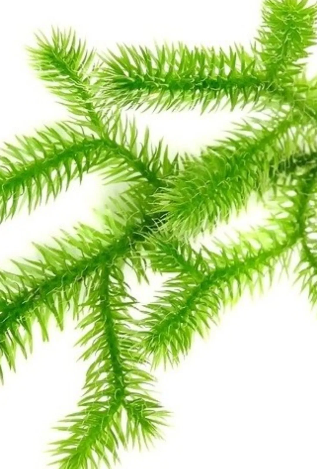 ヒカゲノカズラ（日陰鬘）の判定方法 (Lycopodium clavatum)