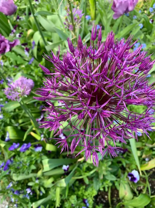 Allium × cristophii 'Purple Rain'