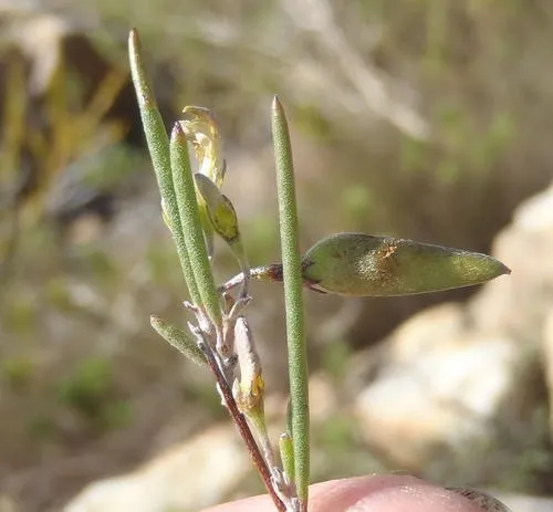 Rooibos (Aspalathus linearis) - PictureThis
