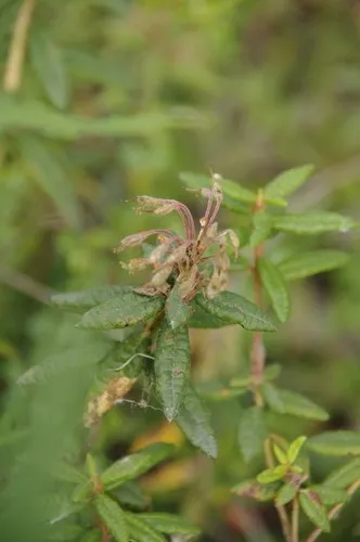 Rhododendron tomentosum - Rhododendron tomentosum (Taxonomie, Merkmale,  Blume, Bilder)