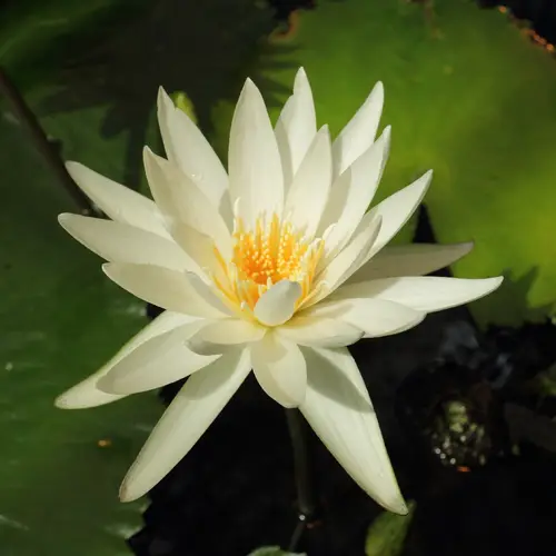 Lotus-branco