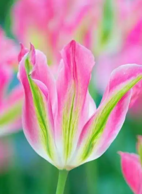 Tulips 'Florosa'