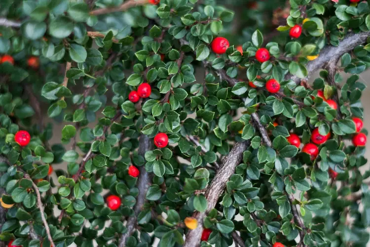 Box-leaved cotoneaster