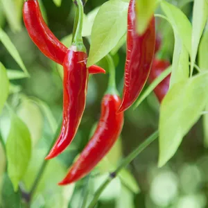 insulin from plants Insulin Plant (Costus igneus) Medicinal Herb main image 0