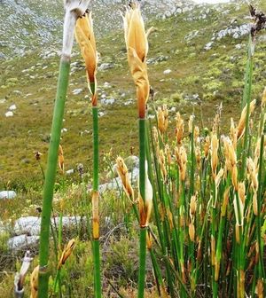 How to Grow and Care for Rocket reed