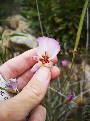 Palmer's mariposa lily