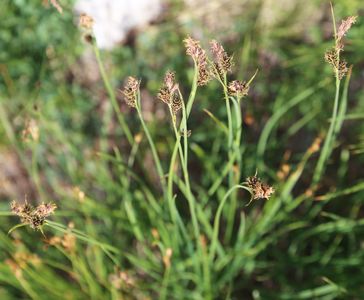 Cómo cultivar y cuidar una Juncia llamativa del noroeste