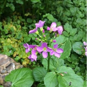 Cardamine raphanifolia - PictureThis