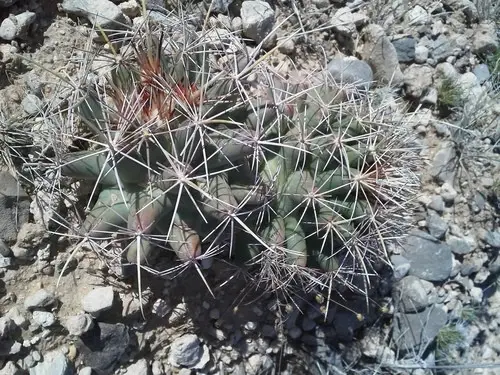 Scheer's beehive cactus