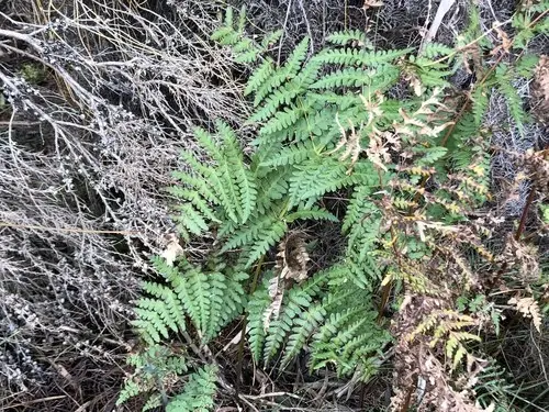 Common ground fern