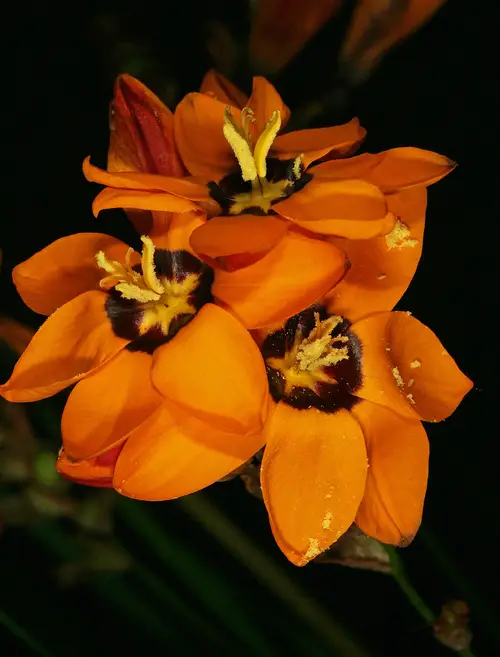 Spotted african corn lily